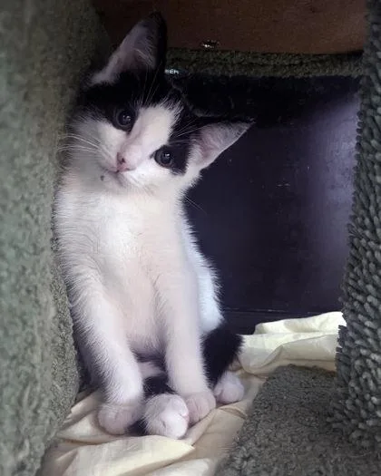 An adult small-sized male Domestic Short Hair cat named Marsh for adoption in West Chester, PA