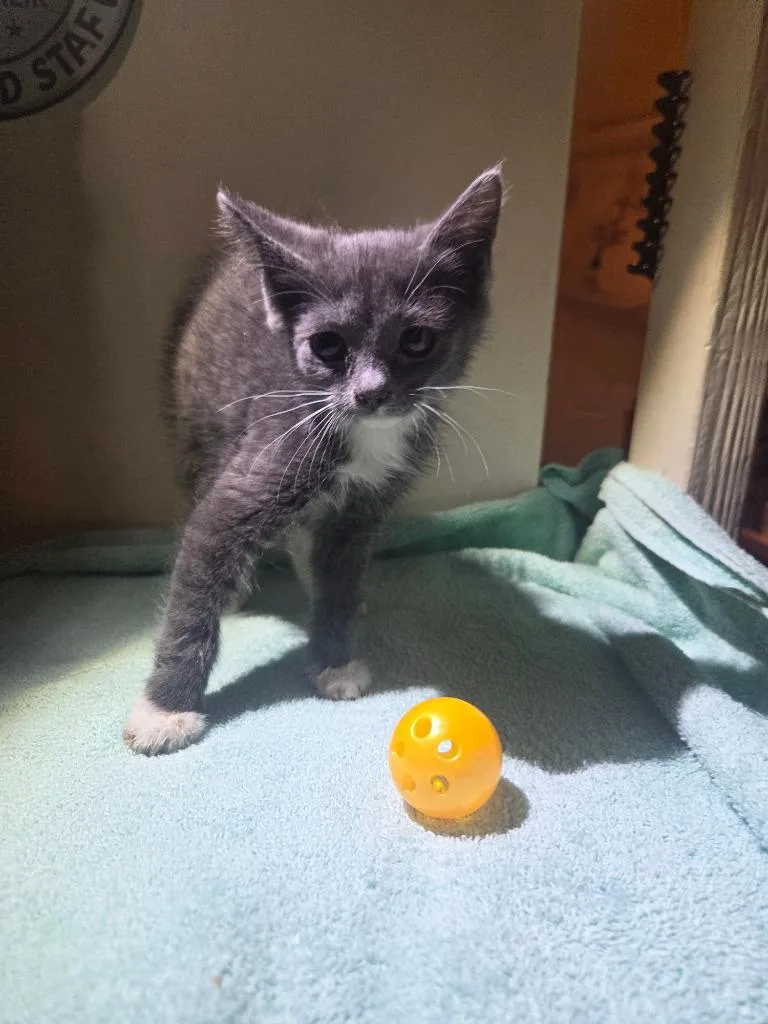 A baby medium-sized female Domestic Short Hair cat named Twist for adoption in Parkville, MD
