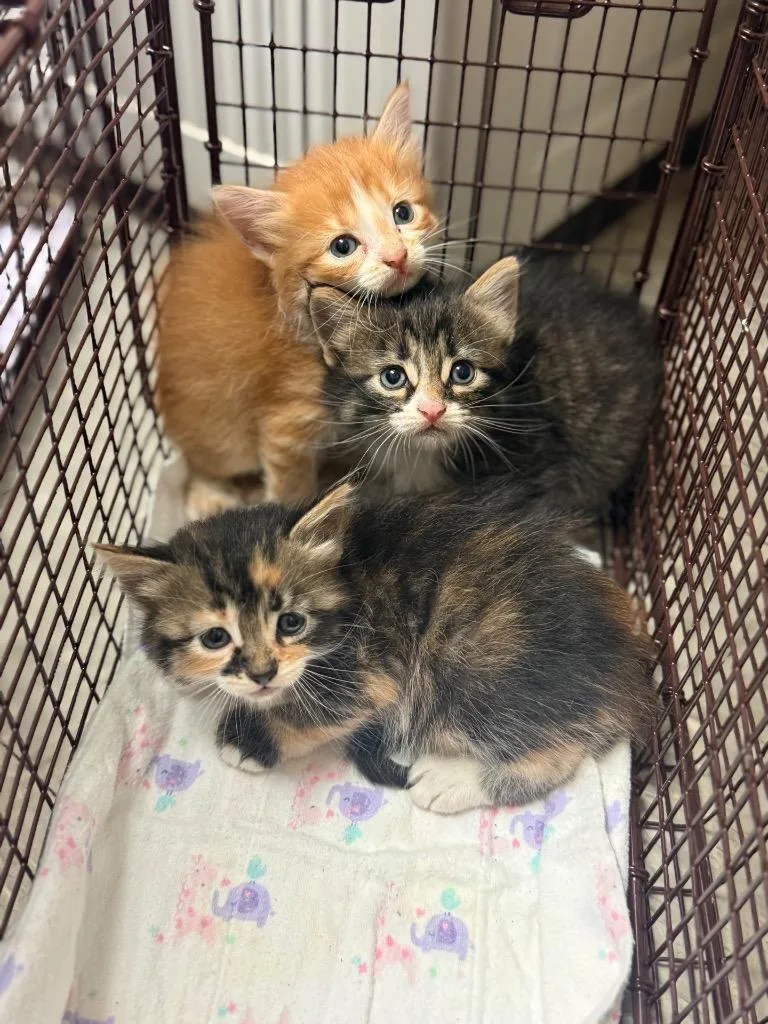 A baby medium-sized female Domestic Medium Hair cat named C for adoption in Sorrento, LA