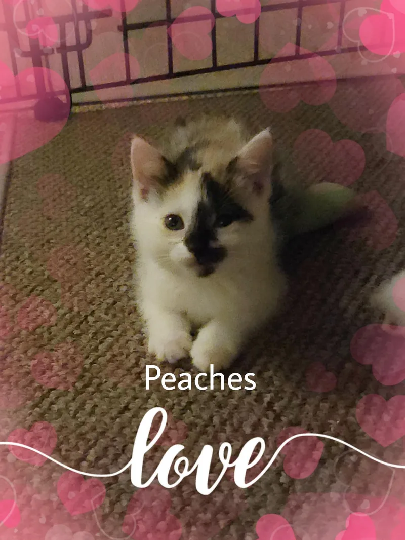 A baby small-sized female Calico Calico cat named Peaches for adoption in Gilbert, AZ
