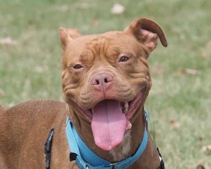 An adult large-sized female Mixed Breed dog named Ruby for adoption in West Seneca, NY