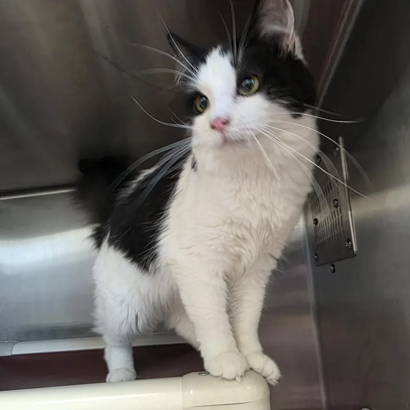 A young medium-sized female White Domestic Medium Hair cat named Sunshine for adoption in Fort Wayne, IN