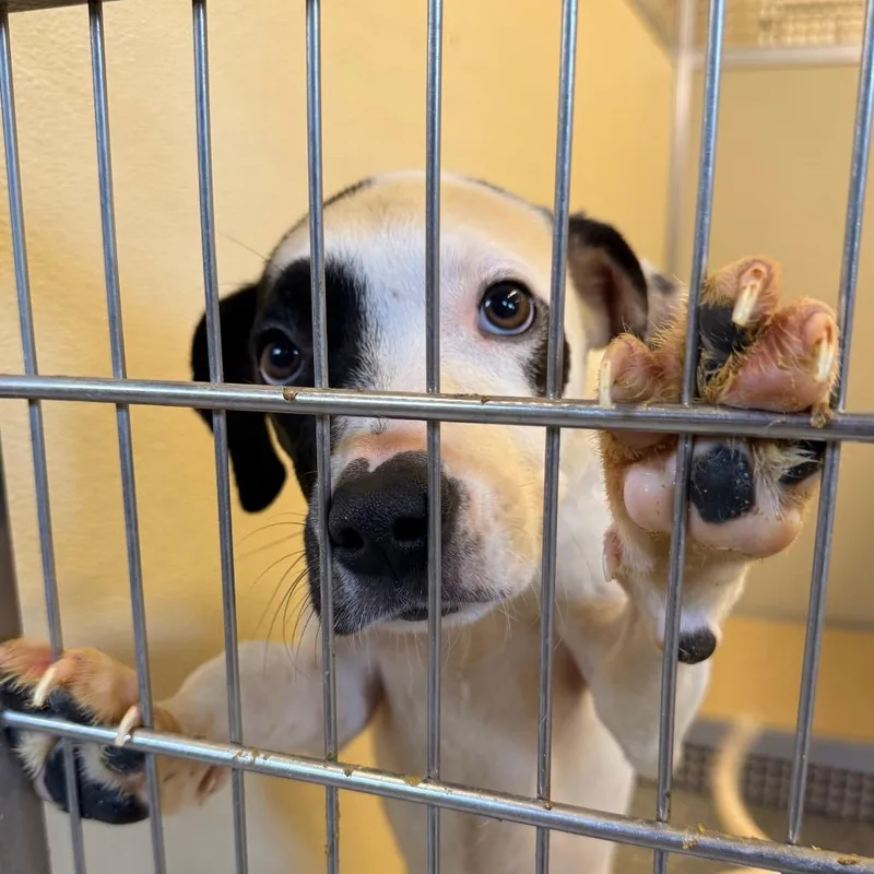 A young large-sized male White / Cream Mixed Breed dog named Oreo for adoption in Red House, WV