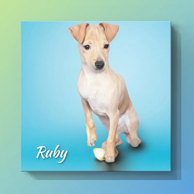 A baby small-sized female Chihuahua dog named Ruby for adoption in Fredericksburg, VA