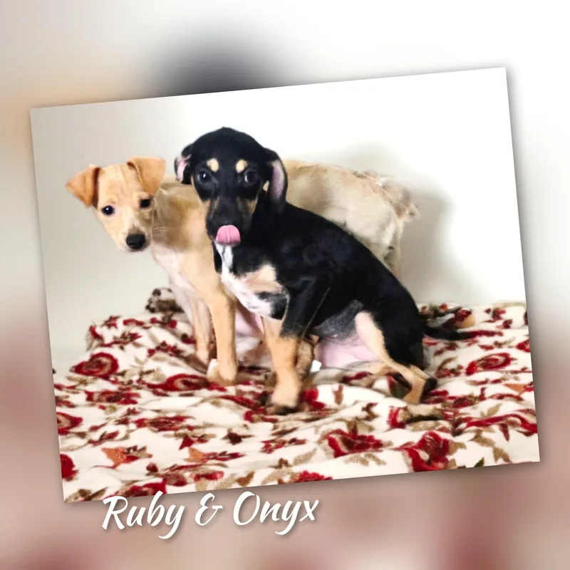 Ruby thumbnail 4