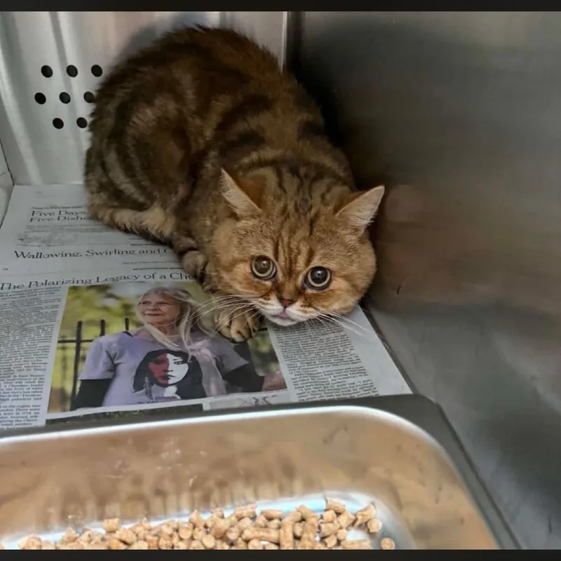 An adult small-sized male Brown / Chocolate Scottish Fold cat named Don Juan for adoption in Pasadena , MD