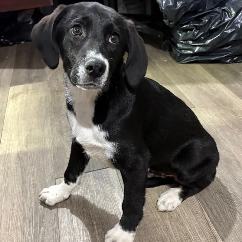 A baby large-sized male Black Hound dog named Sampson for adoption in Wappingers Falls, NY