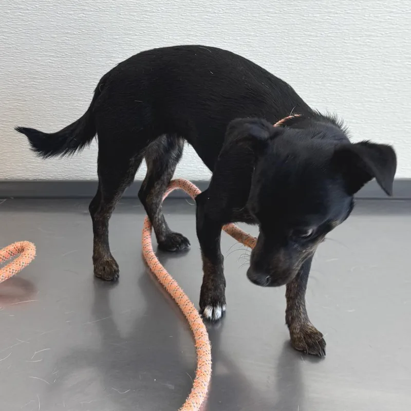 An adult small-sized female Black Mixed Breed dog named Henna for adoption in Las Cruces, NM