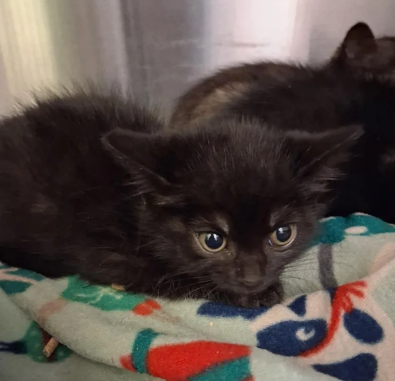 A baby small-sized male Black Domestic Medium Hair cat named Licorice for adoption in Dickson, TN