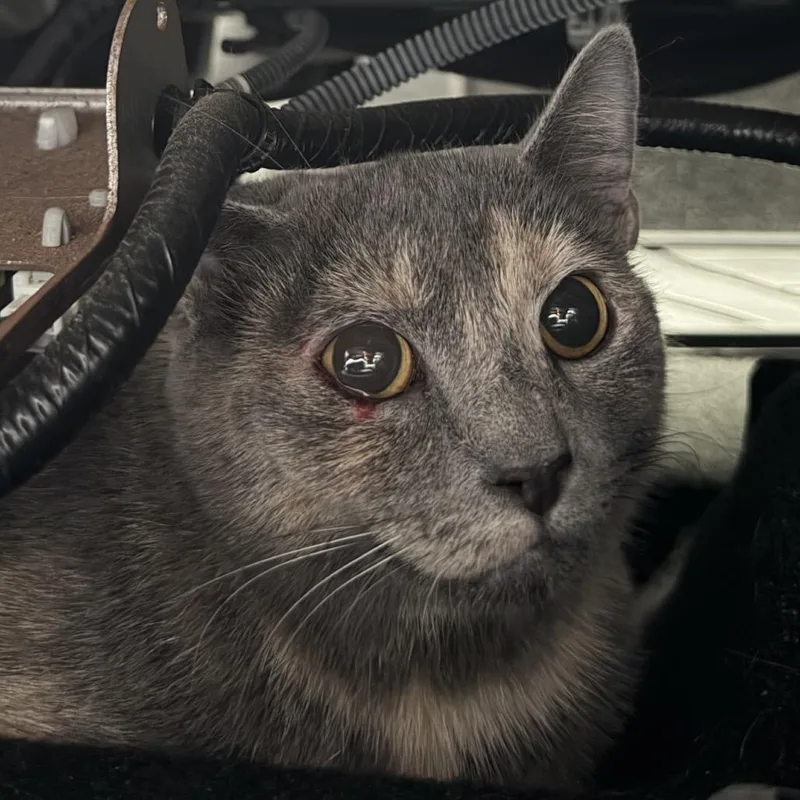 An adult medium-sized female Tortoiseshell Domestic Short Hair cat named Dalilah for adoption in Greensboro, NC