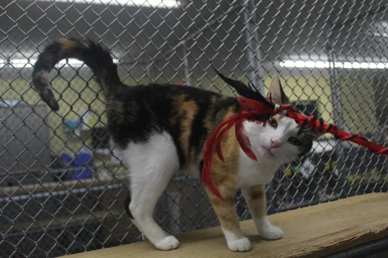 A senior small-sized female Calico cat named Chloe for adoption in Syracuse, IN