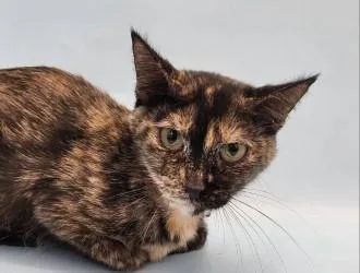 An adult small-sized female Domestic Short Hair cat named Sadie for adoption in Golden Valley, MN