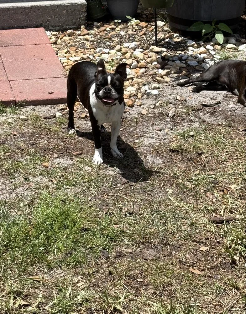 An adult small-sized female Tricolor (Brown, Black, & White) Boston Terrier dog named Lilo Lovey   for adoption in Maryville, TN