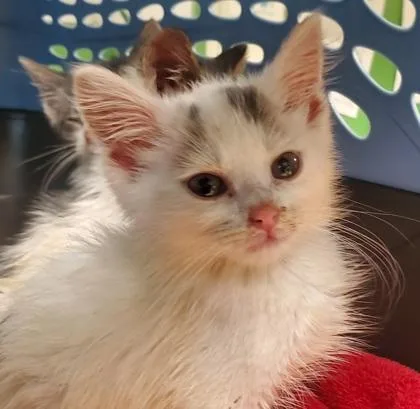 A young large-sized male Domestic Short Hair cat named George for adoption in Kansas City, MO
