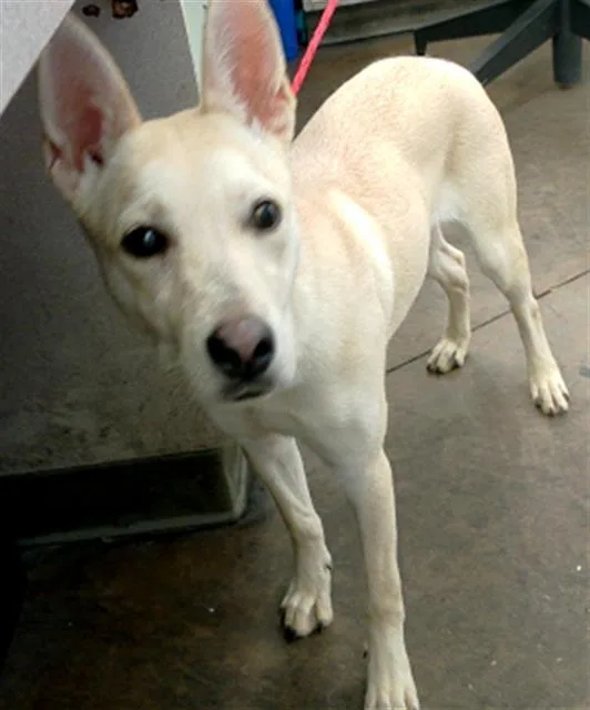 A young medium-sized female Mixed Breed dog named Dream for adoption in Dallas, TX