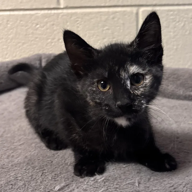 A young medium-sized female Domestic Short Hair cat named Rosalina for adoption in Charleston, SC