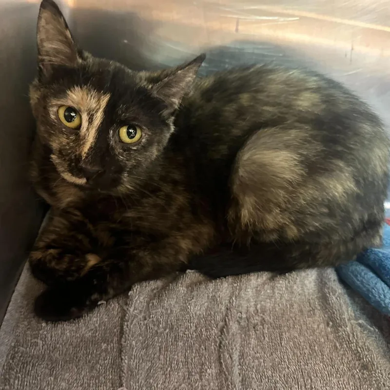 A young medium-sized female Tortoiseshell Domestic Short Hair cat named Amber for adoption in Matteson, IL