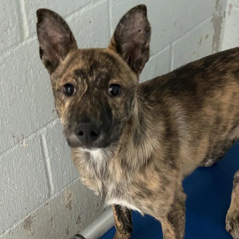 A baby small-sized female Brindle Mixed Breed dog named Papaya Butler Campus for adoption in Flagstaff, AZ