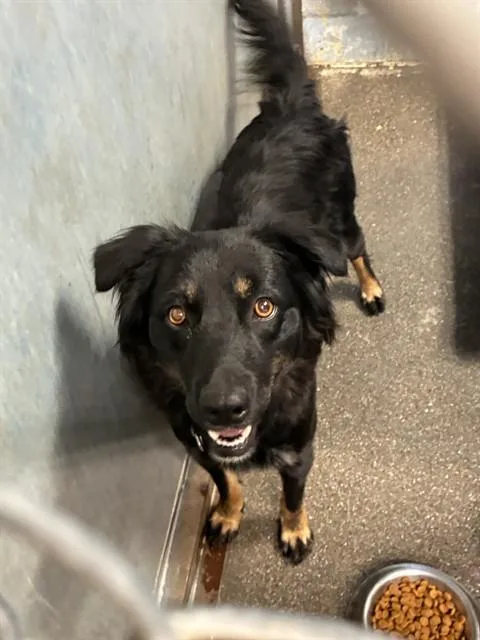 A young medium-sized female Australian Shepherd dog named Dory for adoption in Stockton, CA