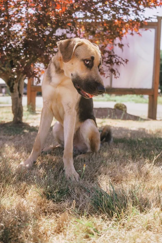 Scooby