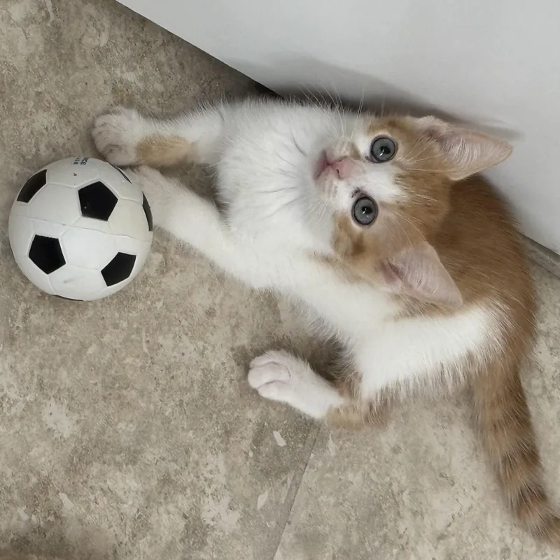 A baby medium-sized female Orange & White Tabby cat named Princess Peach for adoption in Woodbridge, VA