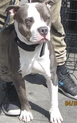 An adult large-sized male Pit Bull Terrier dog named Gunner for adoption in Los Angeles, CA