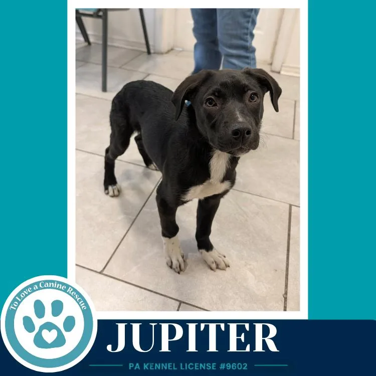 Jupiter thumbnail 2
