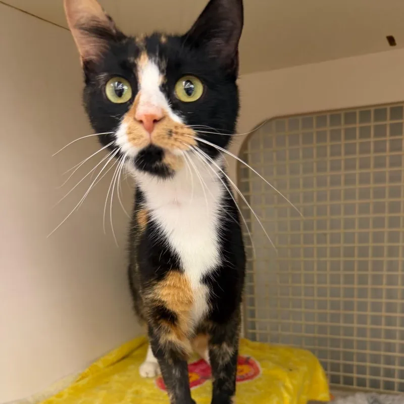 A young small-sized female Calico Domestic Short Hair cat named Marigold Reyes for adoption in Merrifield, VA