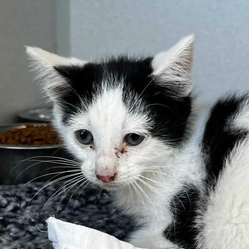A baby small-sized male White Domestic Short Hair cat named Firefly for adoption in Rifle, CO