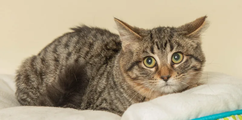 A young medium-sized female Tabby (Brown / Chocolate) Domestic Short Hair cat named Astrid for adoption in Wyandotte, MI