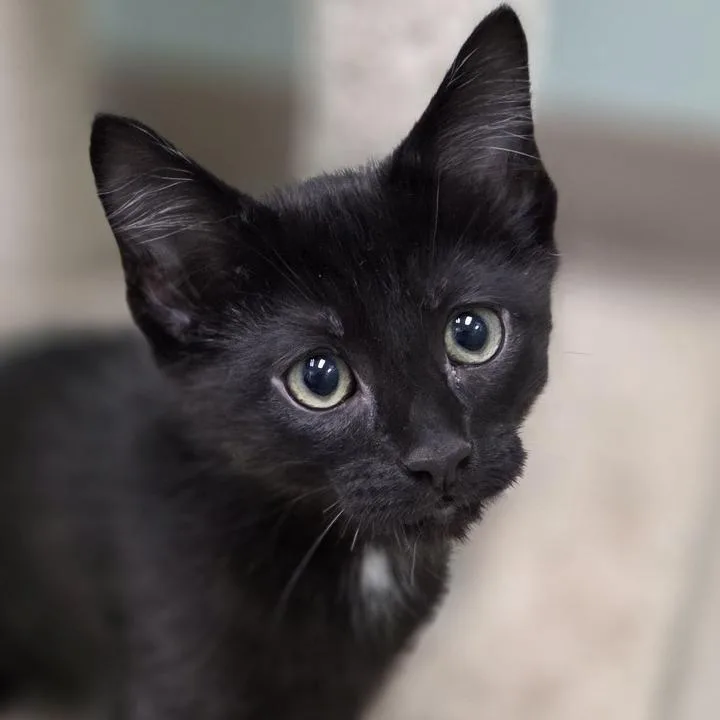 A baby small-sized male Black Domestic Short Hair cat named Chip for adoption in Pittsford, VT