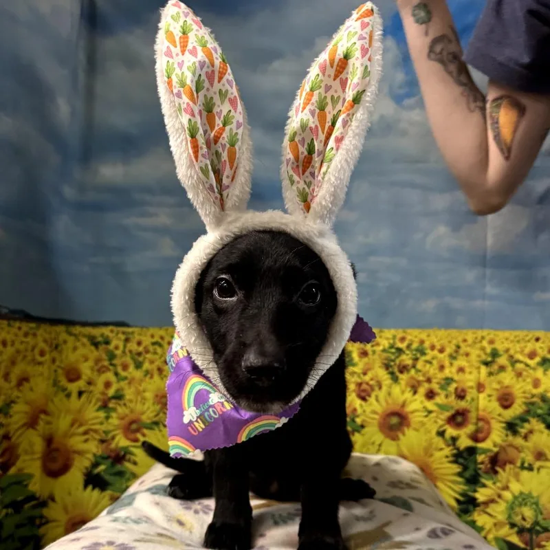 Tagalong thumbnail 2