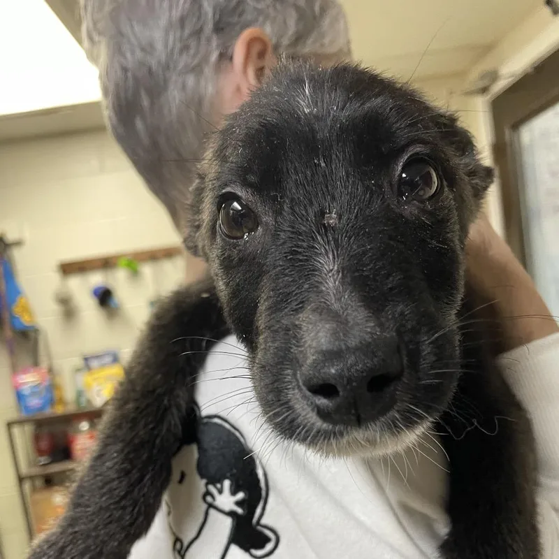 Tagalong thumbnail 3