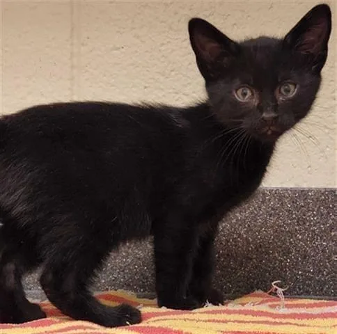 An adult medium-sized male Domestic Short Hair cat named Yoda for adoption in Logan, UT