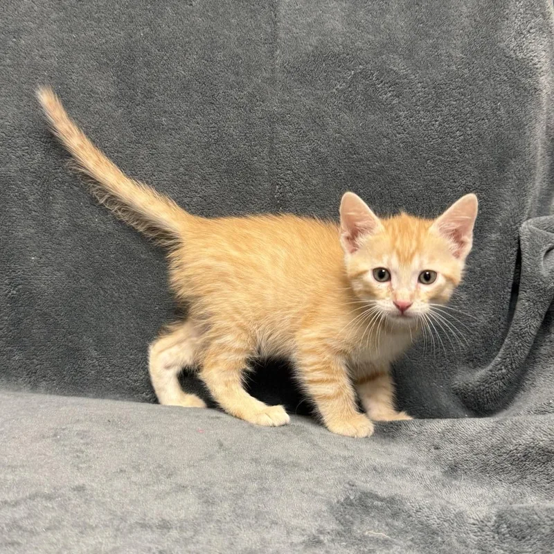 A baby medium-sized male Domestic Short Hair cat named Kyle for adoption in Brenham, TX