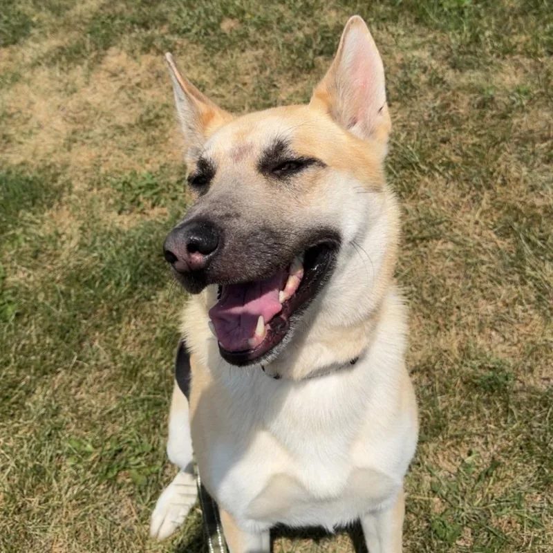 An adult large-sized male Yellow / Tan / Blond / Fawn Shepherd dog named Ned for adoption in Norfolk, NE
