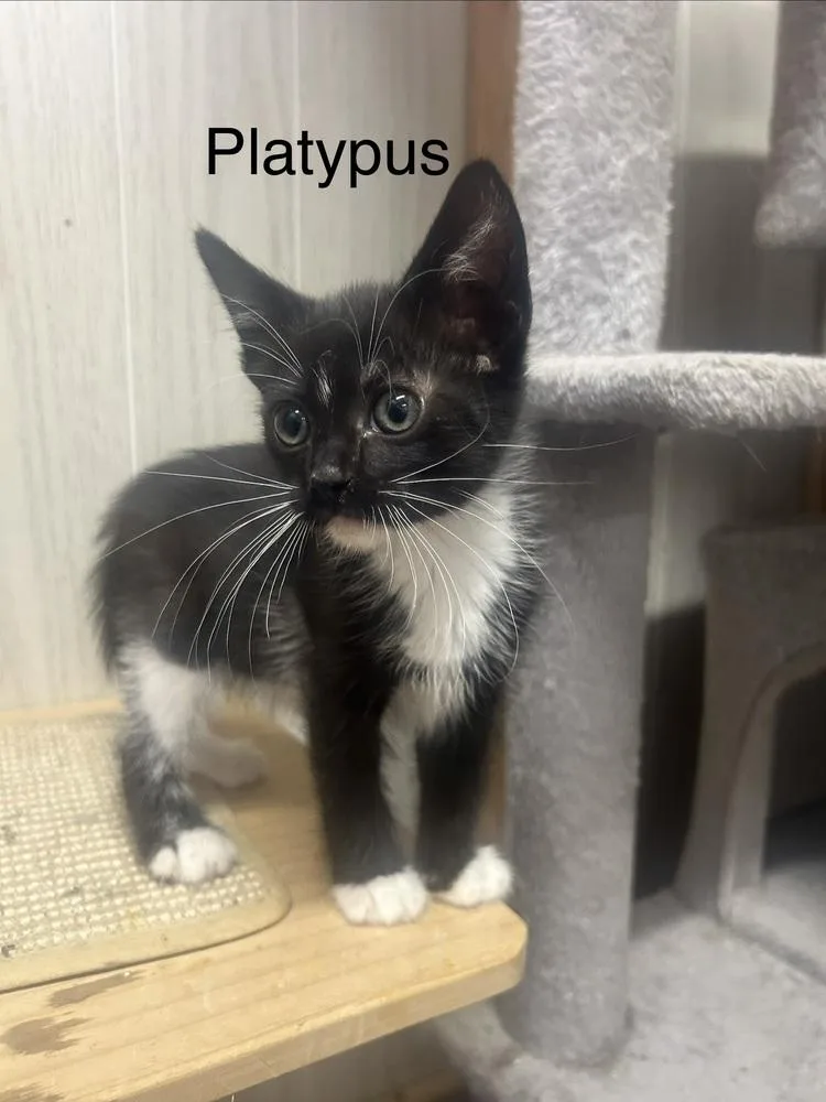 Platypus