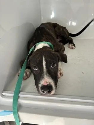 A baby large-sized male Pit Bull Terrier dog named Cricket for adoption in Gainesville, FL
