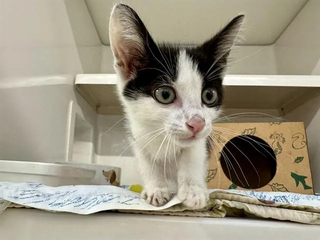 A baby small-sized male Domestic Short Hair cat named Wheat for adoption in Saint Louis, MO