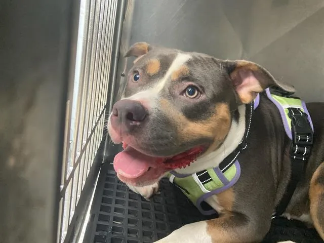 An adult large-sized female American Bulldog dog named Gizelle for adoption in Dallas, TX