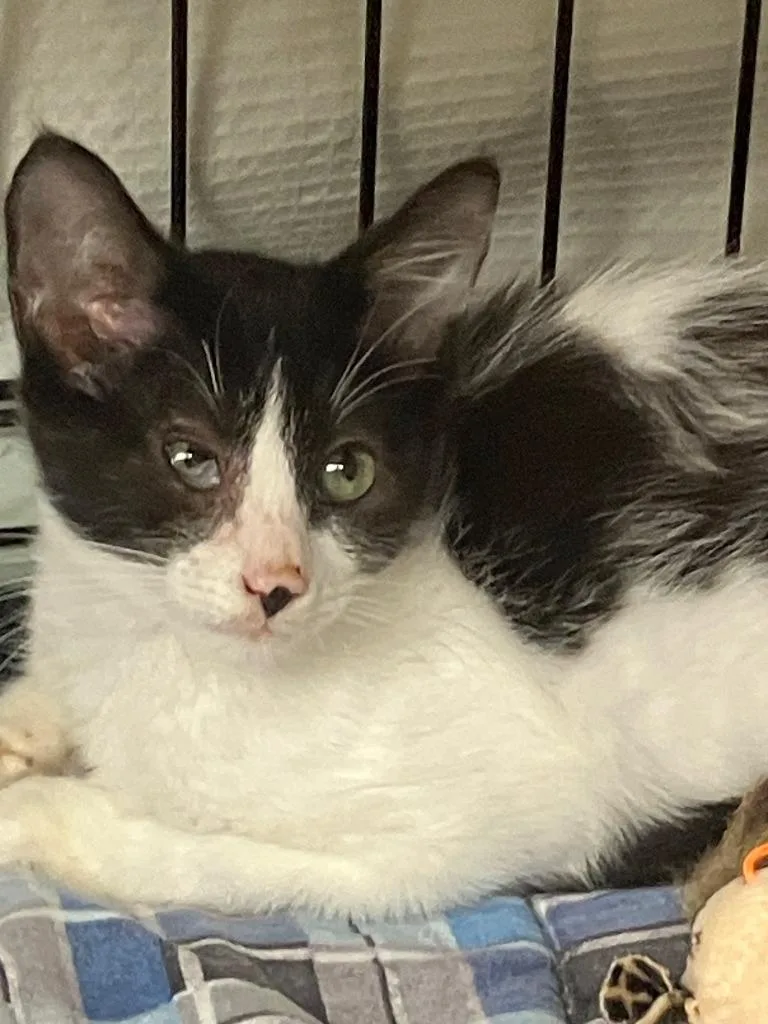 A baby small-sized female Domestic Short Hair cat named Marie for adoption in Lunenburg, MA