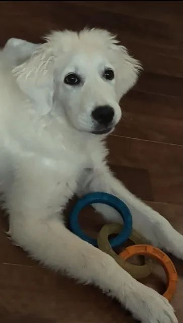 Roxie Pyr