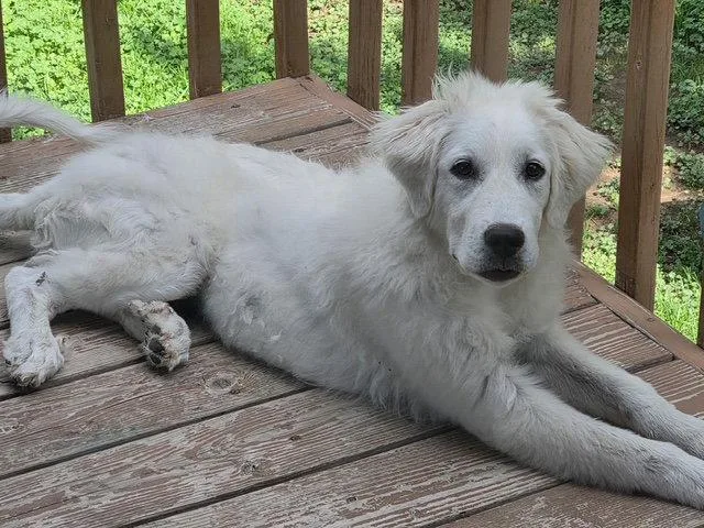Roxie Pyr thumbnail 3