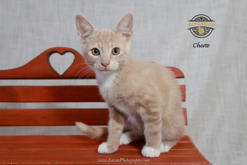A young medium-sized male Orange & White Domestic Short Hair cat named Cheeto for adoption in Riverside, CA