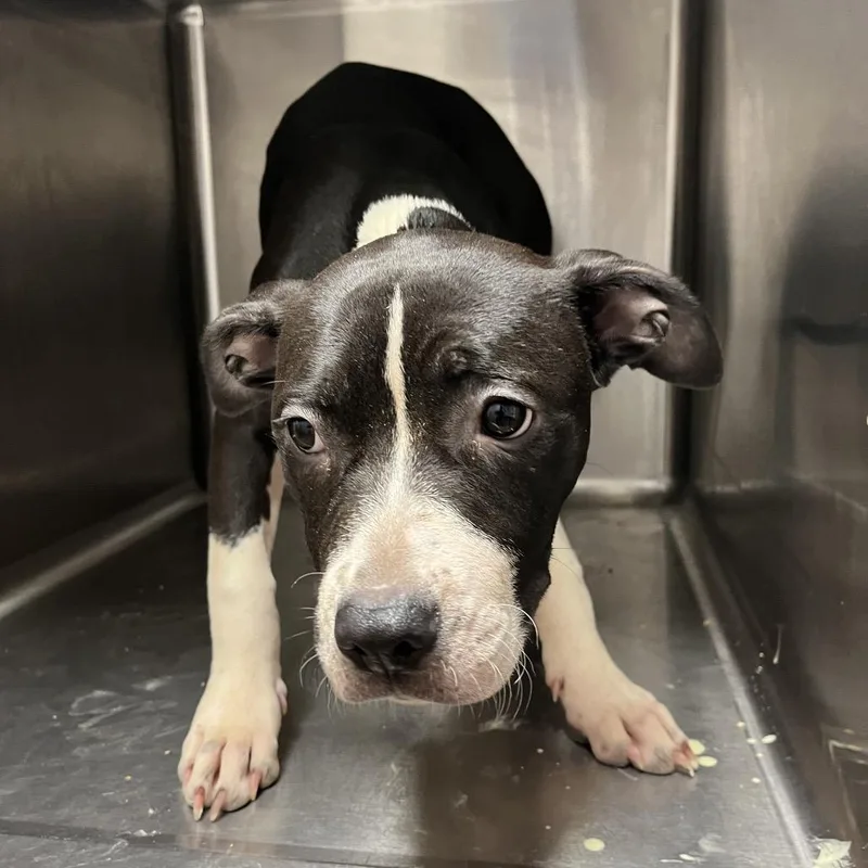 A baby small-sized female Gray / Blue / Silver Mixed Breed dog named Santeria for adoption in Chattanooga, TN