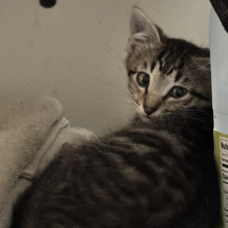 A baby small-sized male Tabby (Buff / Tan / Fawn) Domestic Short Hair cat named Gregarious for adoption in Bentonville, AR