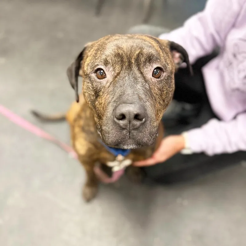 An adult large-sized male Brindle Mixed Breed dog named Duke for adoption in Oshkosh, WI