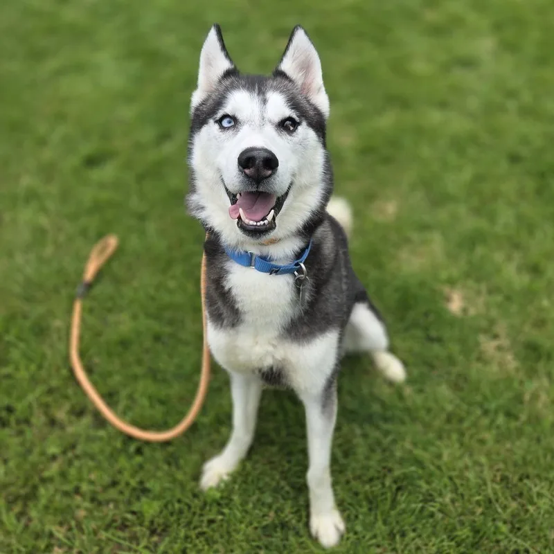 An adult medium-sized male Black Husky dog named Mishka for adoption in Pittsford, VT