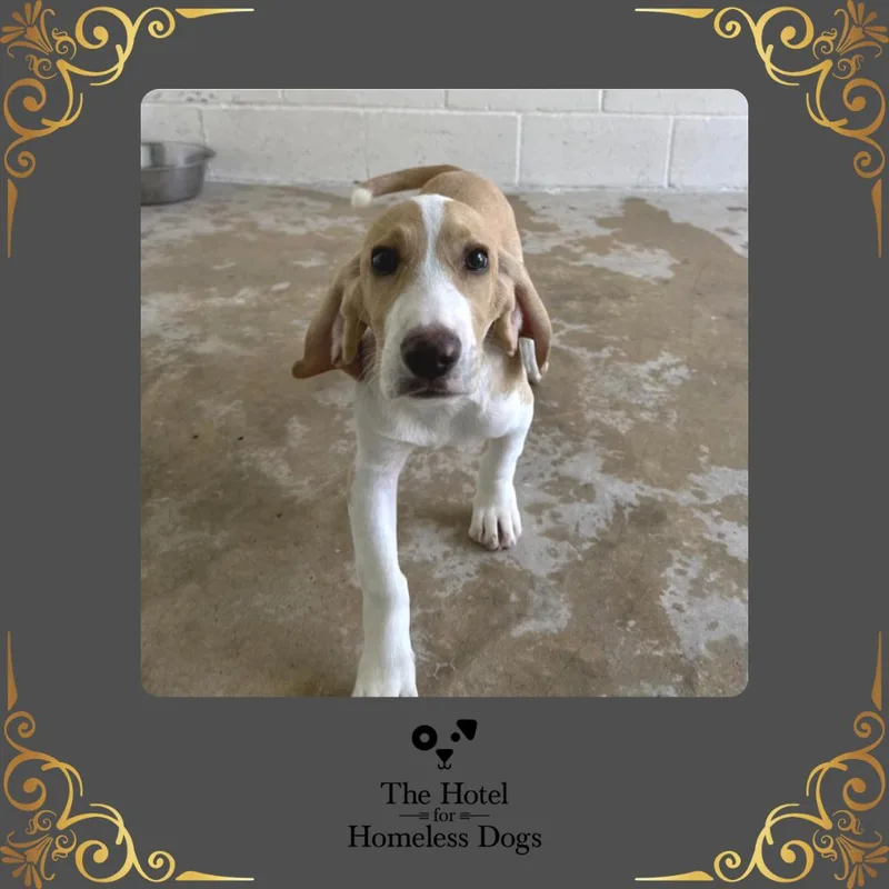 A baby medium-sized male Yellow / Tan / Blond / Fawn Hound dog named Borris for adoption in Cumberland, RI