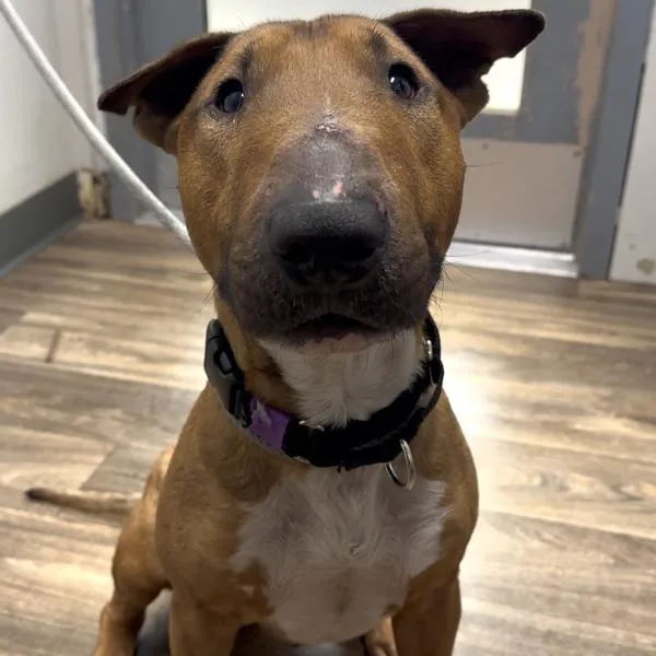 An adult medium-sized male Bull Terrier dog named Broby for adoption in San Diego, CA